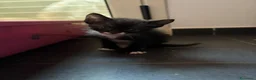 Europeo gatti in regalo: Regalo gattini  - Annuncio 3