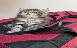 Siberiano gatti in vendita: Cuccioli gatto Siberiano Pedigree - Annuncio 5