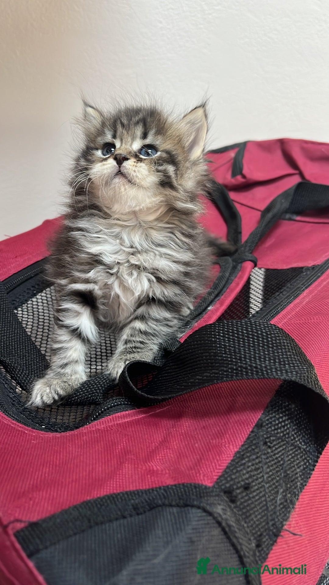 Siberiano gatti in vendita: Cuccioli gatto Siberiano Pedigree - Annuncio 5