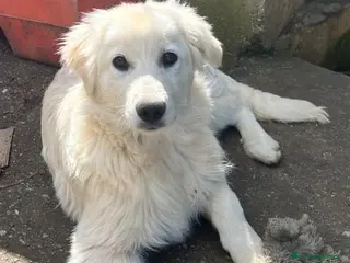Meticcio cani Lupin/Elisabetta 5mesi mix Golden. SICILIA010 - Annuncio 1