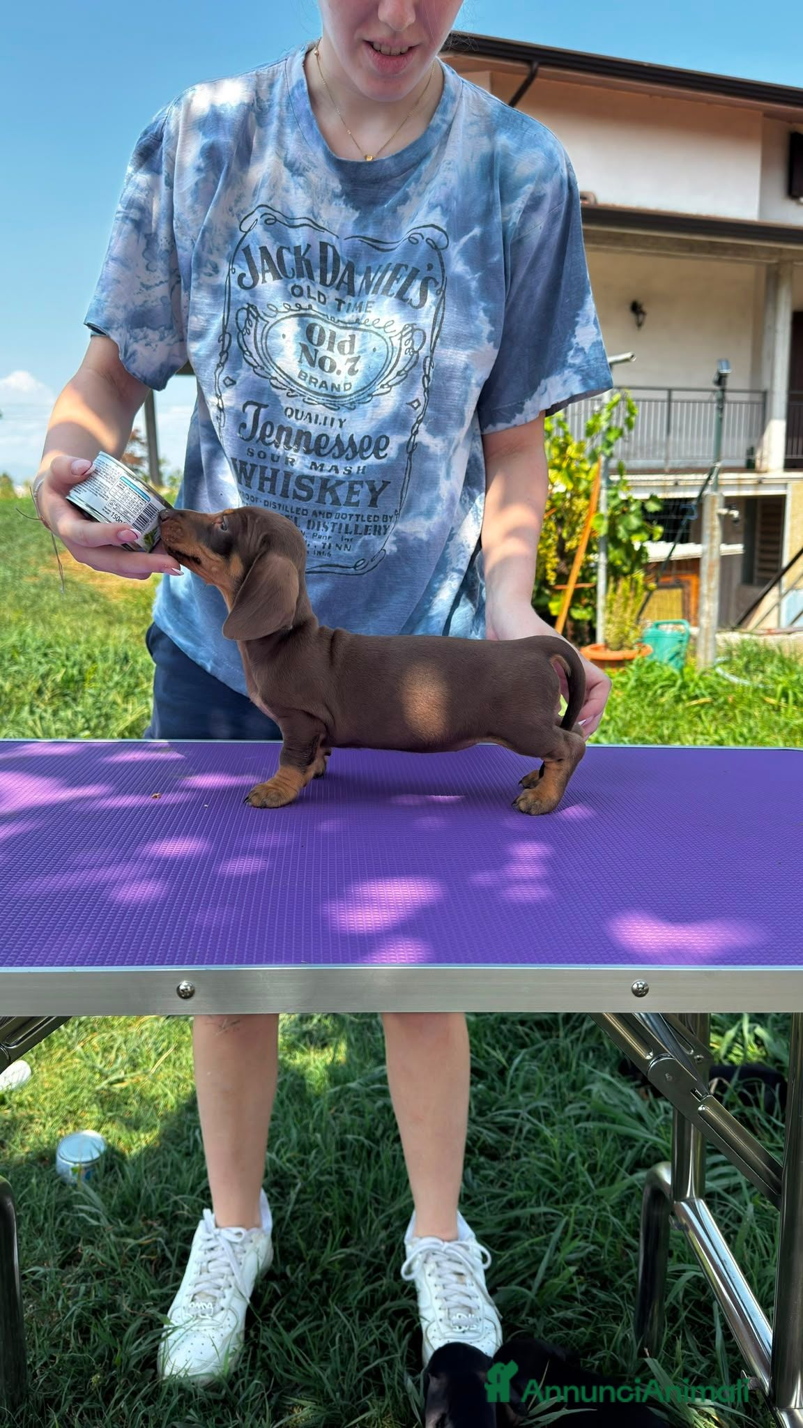 Bassotto cani cuccioli di bassotto  - Annuncio 1