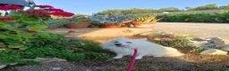 Volpino Italiano cani in regalo: Fiocco  - Annuncio 5