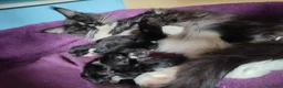 Maine Coon gatti in vendita: Gattini Maine Coon Allevamento Amatoriale  - Annuncio 14
