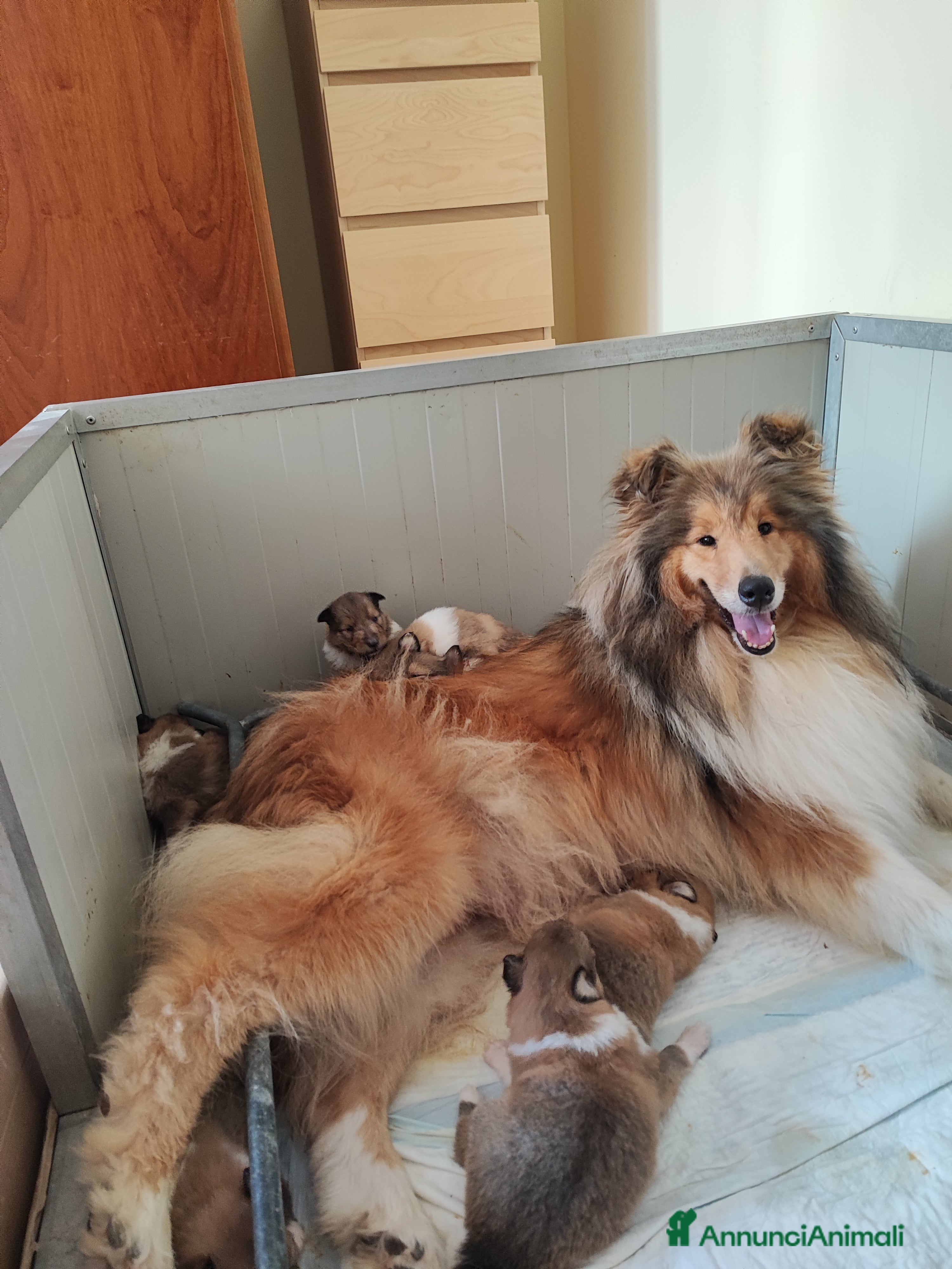 Collie cani Collie Maschio di 1,5 anni cedesi - Annuncio 2