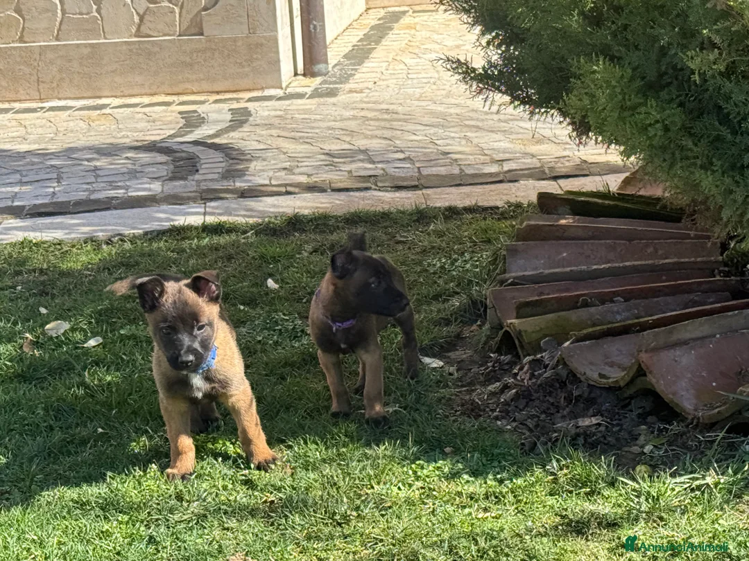 Pastore Belga cani in vendita: Pastore Belga Malinois a Provincia dell'Aquila - Annuncio 8