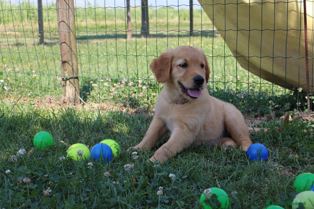 Golden Retriever cani in vendita: Cuccioli Golden Retriever  a Provincia di Vicenza - Immagine 3