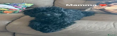 Barboncino 1