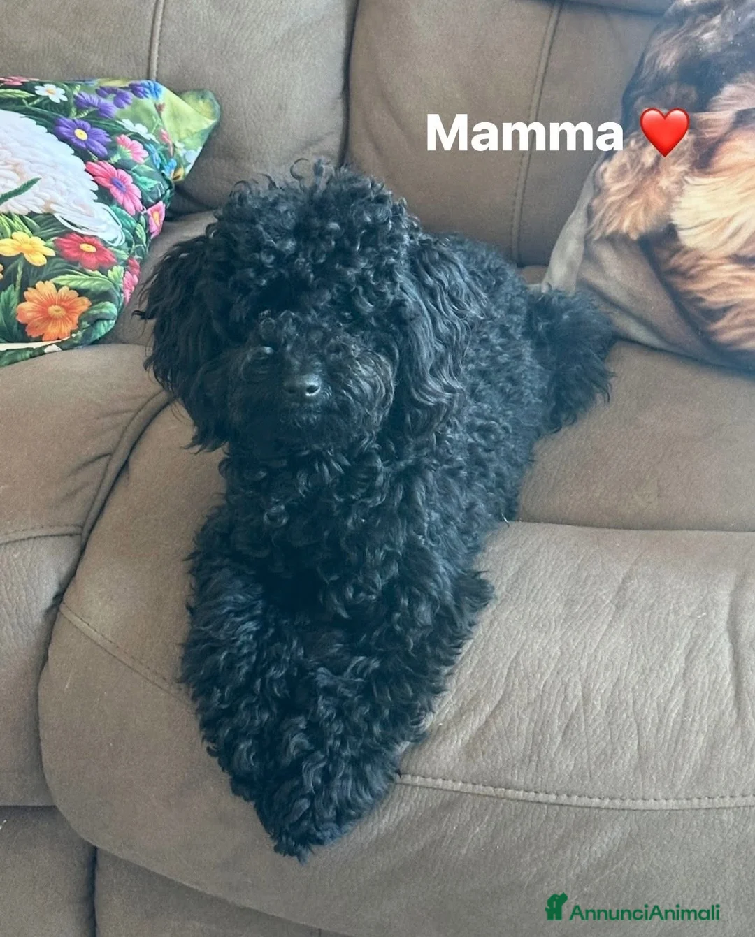 Barboncino cani in vendita: Stupendo barboncino toy ❤️ - Annuncio 2