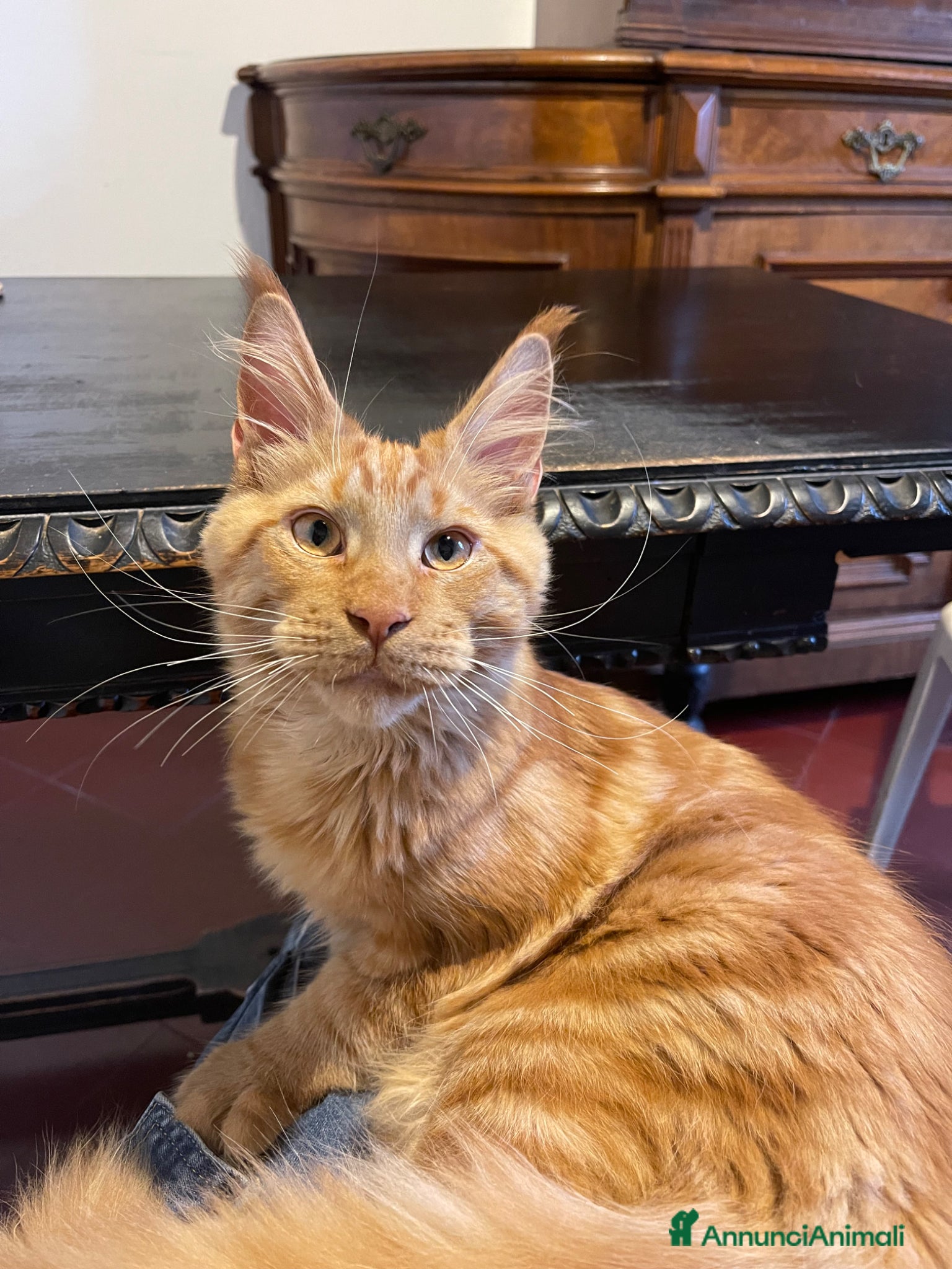 Maine Coon gatti Maine Coon 9 mesi  - Annuncio 33