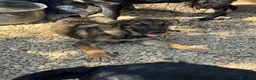 Meticcio cani in regalo: Rosina  - Annuncio 1