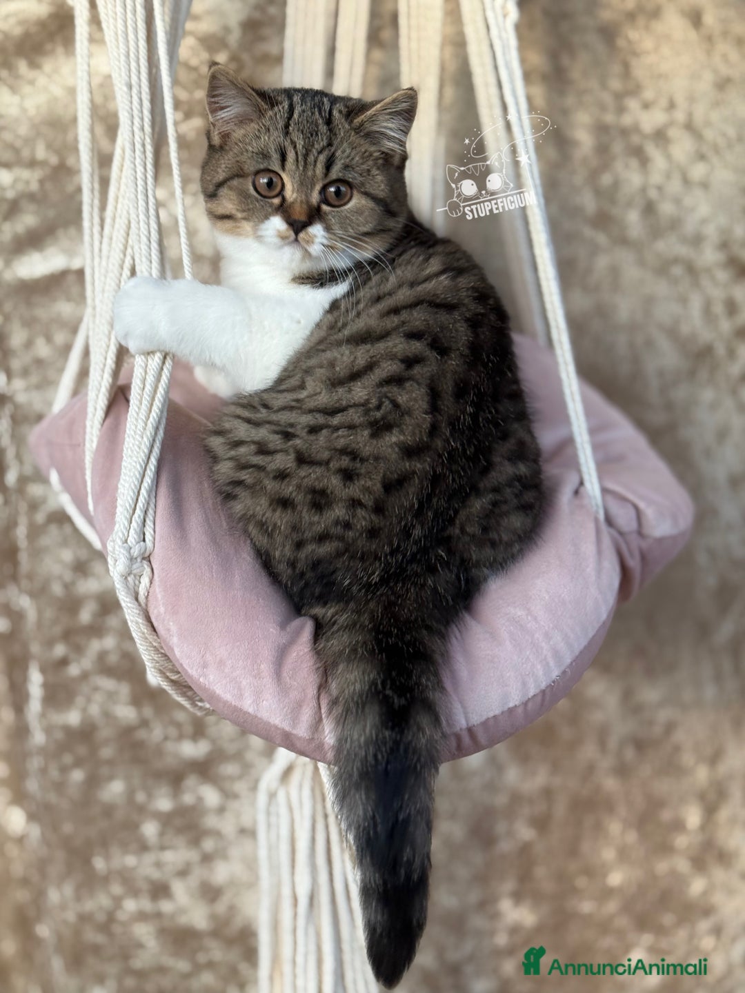 Scottish gatti in vendita: Stupeficium Amos - Scottish Straight - Annuncio 33