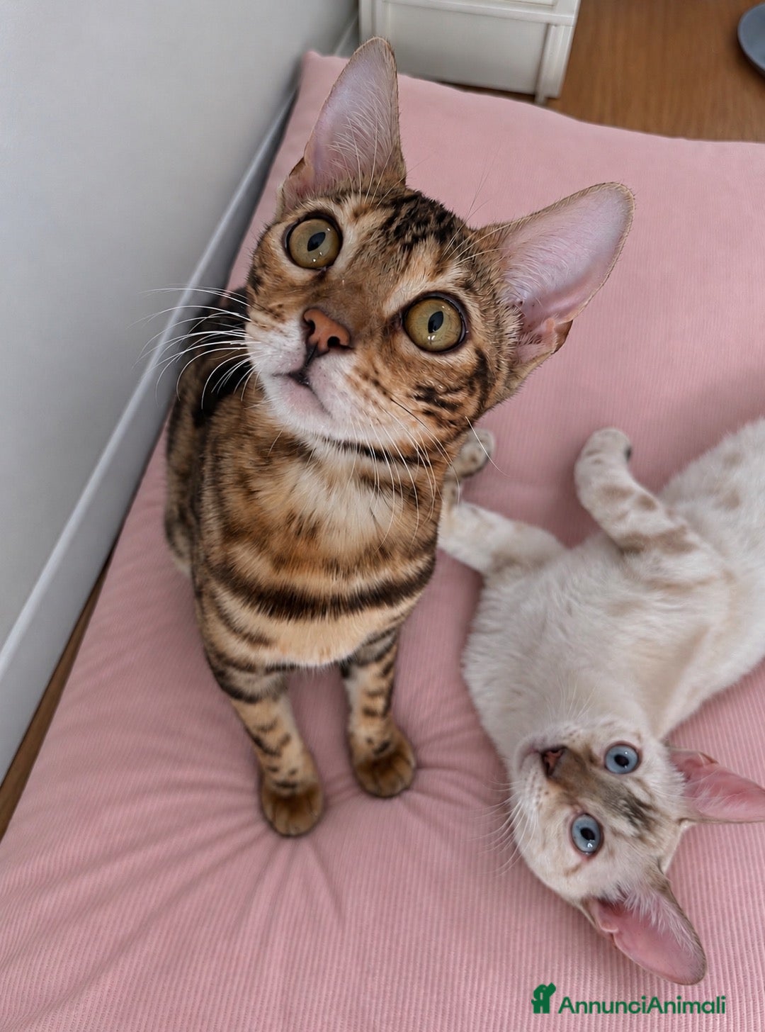 Bengala gatti Gattini bengala brown e snow - Annuncio 6