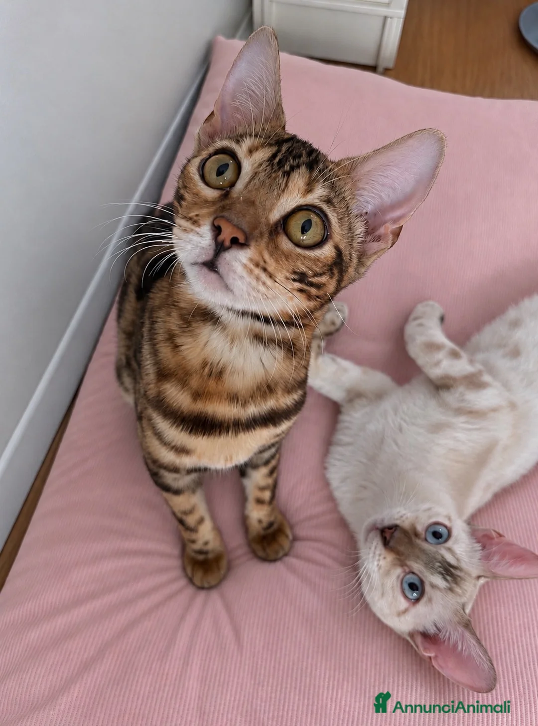 Bengala gatti in vendita: Gattini bengala brown e snow - Annuncio 1