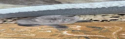 Scottish gatti in vendita: Gattini a Provincia di Brescia - Annuncio 6