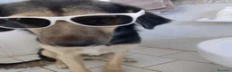 Meticcio cani in regalo: Ciao a tutti da Remì 1 anno di bontà (Catania) - Annuncio 10