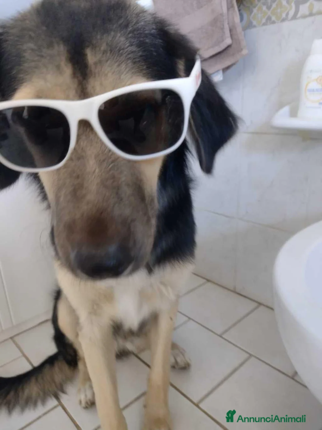Meticcio cani in regalo: Ciao a tutti da Remì 1 anno di bontà (Catania) - Annuncio 10