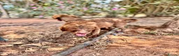 Meticcio cani in regalo: JUNE E MAGDA - Annuncio 3