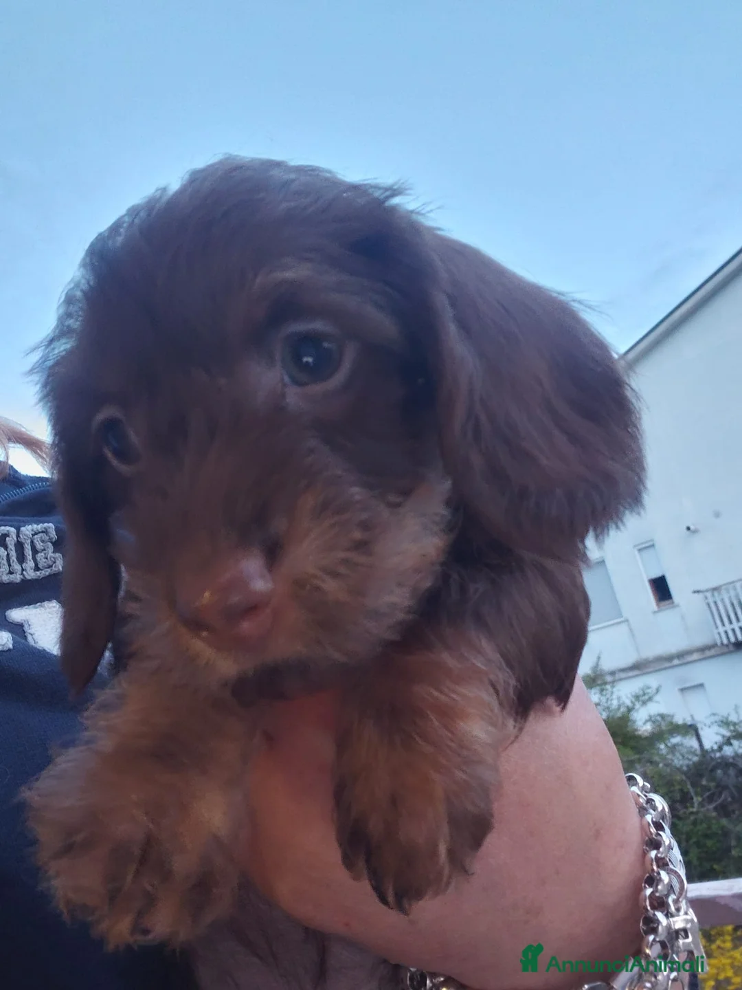 Bassotto cani in vendita: Bassotto pelo ruvido a Città metropolitana di Roma Capitale - Annuncio 7