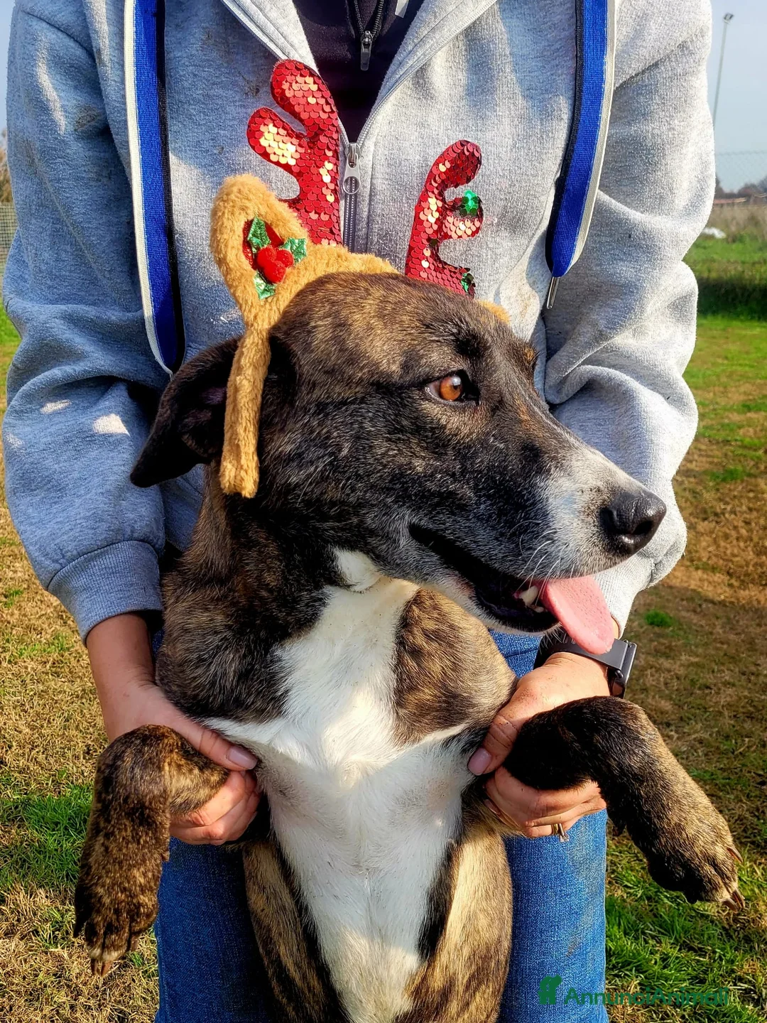 Meticcio cani in regalo: Zoom, la cagnolina più simpatica del canile  - Annuncio 6