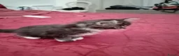 Maine Coon gatti in vendita: Manolita : una bella gattina - Annuncio 3