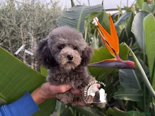 Barboncino Toy cani Barboncino Cucciolo TREQUARTIDILUNA - Annuncio 13