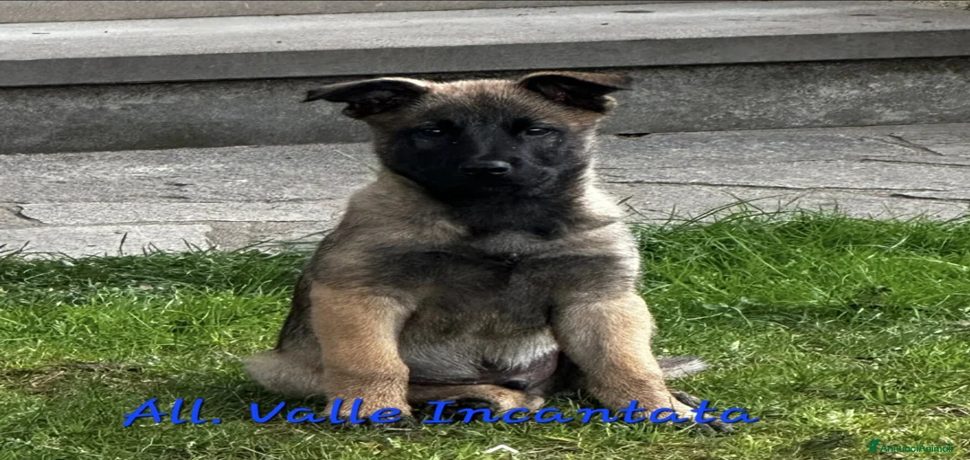 Immagine della galleria {{count}}