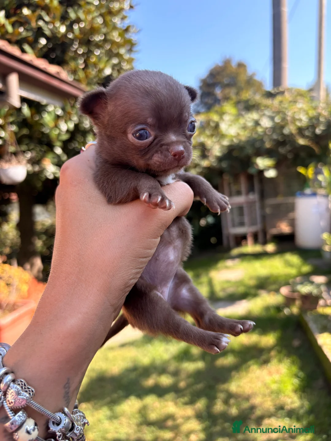Chihuahua cani in vendita: Chihuahua  - Annuncio 25