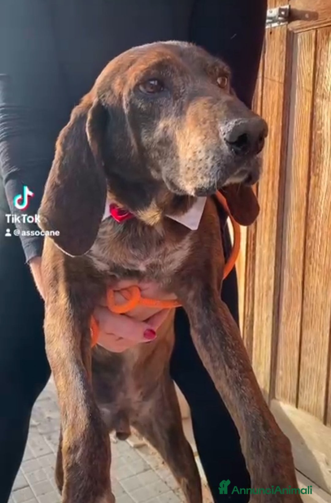 Meticcio cani in regalo: Carlo Segugio 5anni marroncino bello e buono.SICIL - Annuncio 3