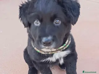 Meticcio cani Blu cucciolo affettuosissimo 2 mesi tg mediogrande - Annuncio 1