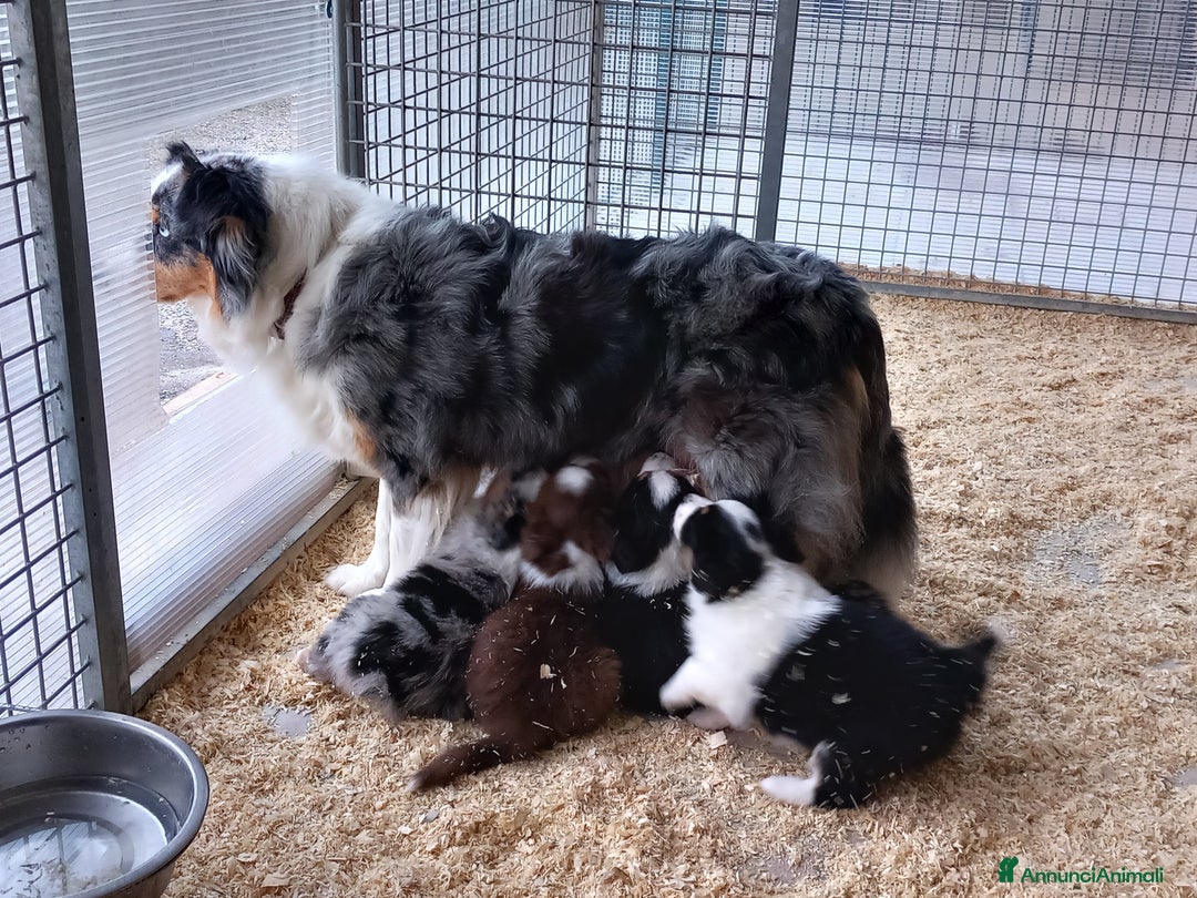 Australian Shepherd cani in vendita: Cuccioli pastore australiano  - Annuncio 12