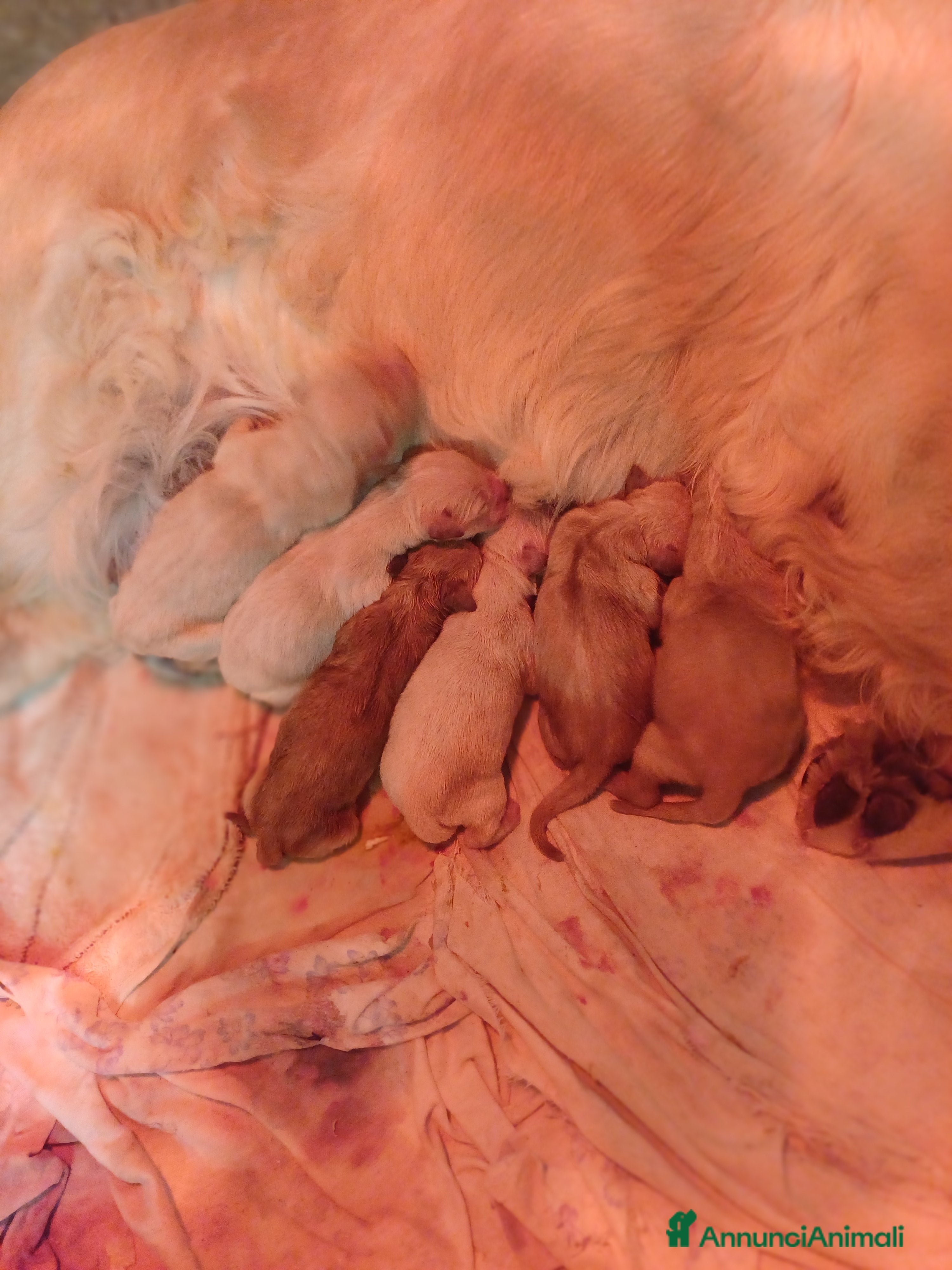 Golden Retriever cani Golden retriver - Annuncio 7