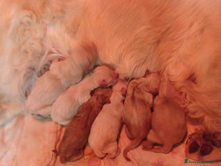 Golden Retriever cani Golden retriver - Annuncio 41