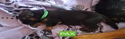 Pastore Tedesco cani in vendita: cuccioli pastore tedesco alta genealogia a Provincia di Varese - Annuncio 4
