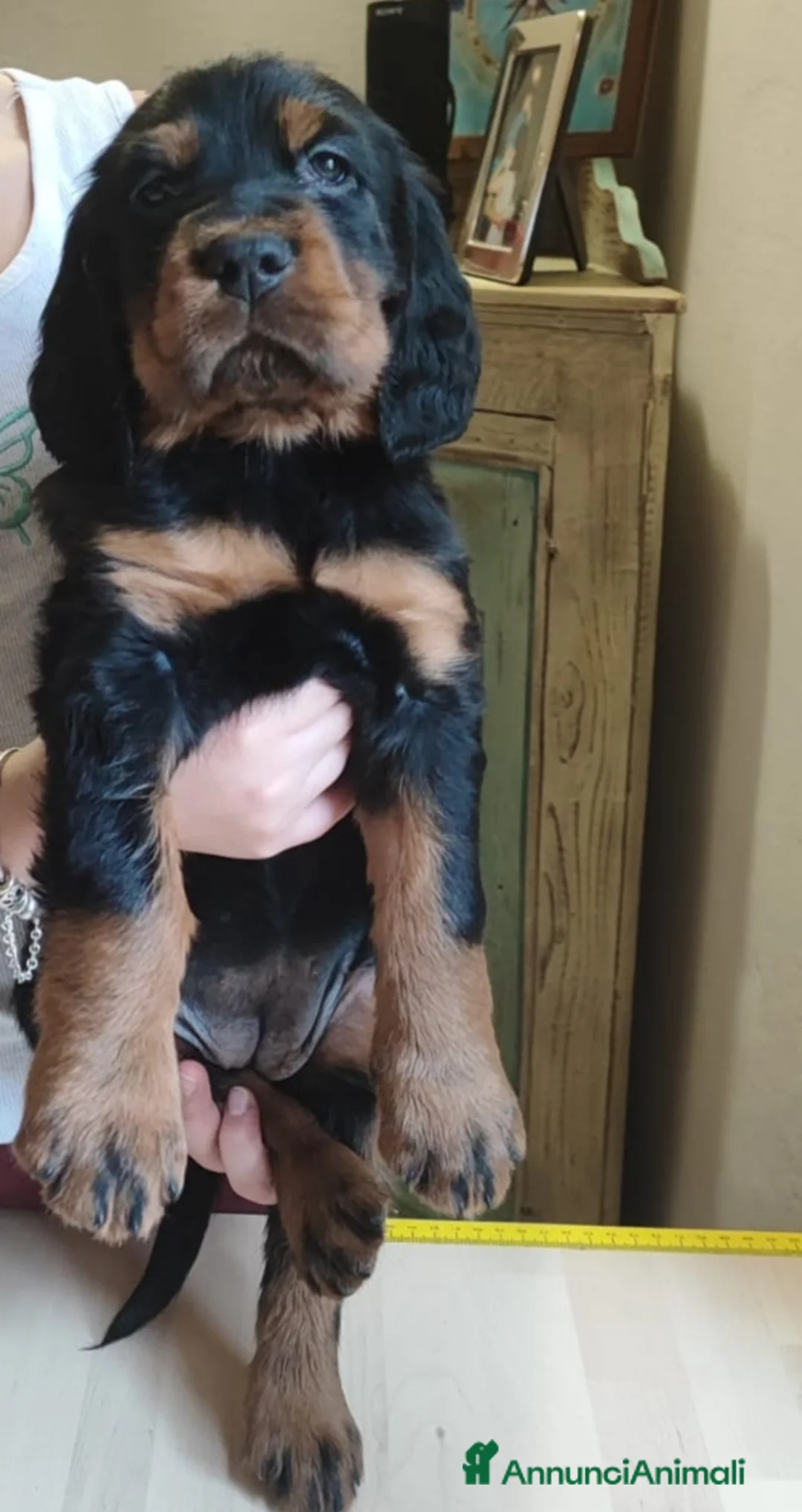 Setter Gordon cani in vendita: Setter Gordon  - Annuncio 12