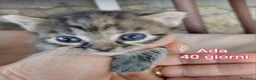 Meticcio gatti in regalo: MICINI, URGENTE: TEMPO SCADUTO! a Provincia di Arezzo - Annuncio 4