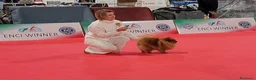 Spitz cani in vendita: Spitz di Pomerania nano - Annuncio 12