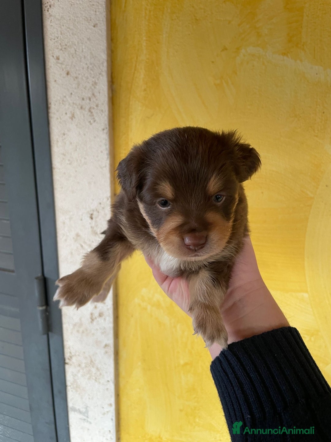 Volpino Italiano cani in regalo: Cuccioli di meticcio (simil volpino italiano) - Annuncio 7