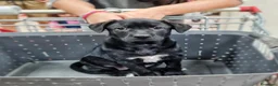 Meticcio cani in regalo: NAMI 🩷 cucciola, il mondo è tutto da scoprire a Provincia di Ferrara - Annuncio 7