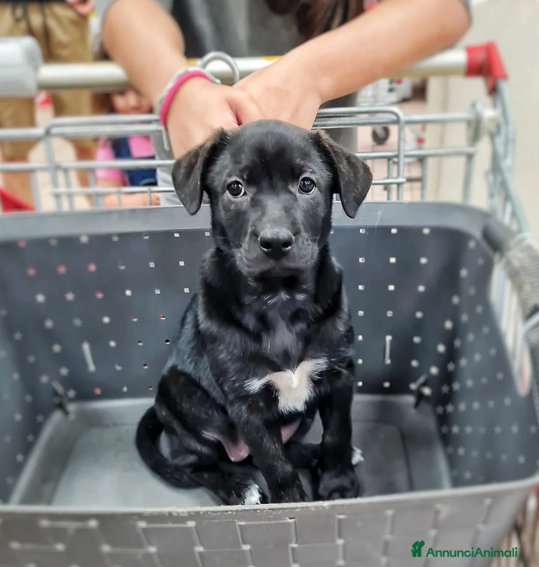 Meticcio cani in regalo: NAMI 🩷 cucciola, il mondo è tutto da scoprire a Provincia di Ferrara - Annuncio 7