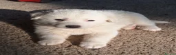 Pastore Abbruzzese Maremmano cani in vendita: Cuccioli di pastore maremmano - Annuncio 38