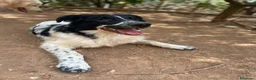 Meticcio cani in regalo: Zorro cucciolo giocherellone - Annuncio 1