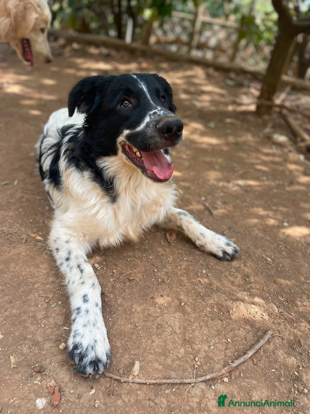Meticcio cani in regalo: Zorro cucciolo giocherellone - Annuncio 1