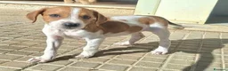 Meticcio cani in regalo: Zack 2 mesi taglia media piccola  - Annuncio 7