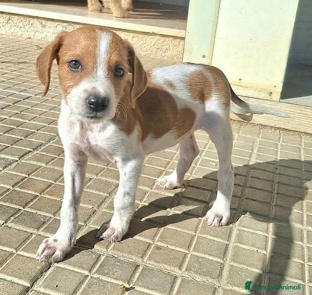 Meticcio cani in regalo: Zack 2 mesi taglia media piccola  - Annuncio 7