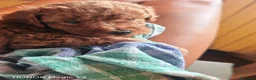 Barboncino cani in vendita: Barboncini - Annuncio 3