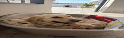 Golden Retriever cani in vendita: Cuccioli di Golden retriever  - Annuncio 2