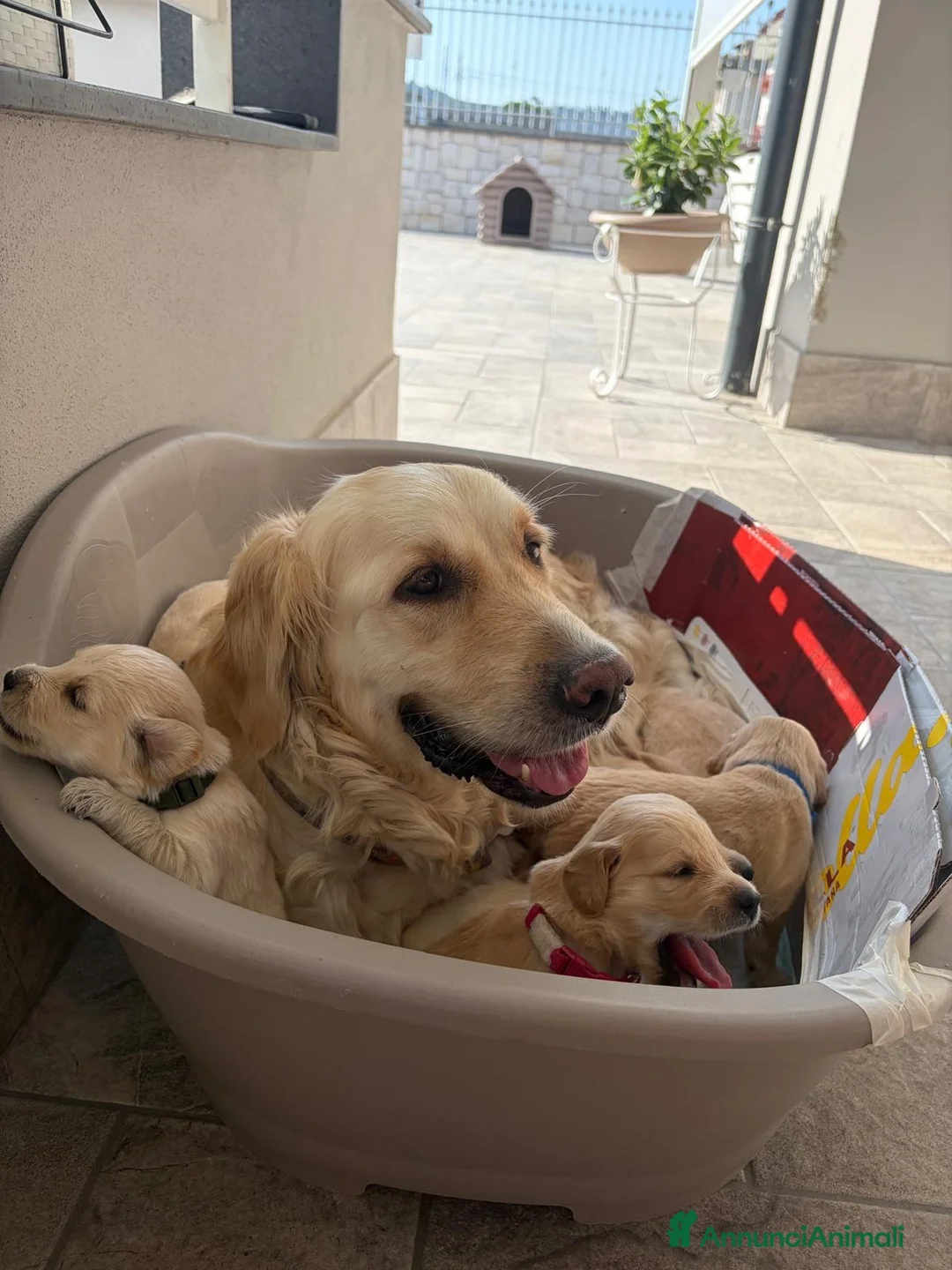 Golden Retriever cani in vendita: Cuccioli di Golden retriever  - Annuncio 2