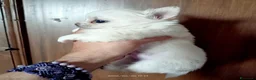 Chihuahua cani in vendita: vendesi cucciolo chihuahua pelo lungo - Annuncio 4