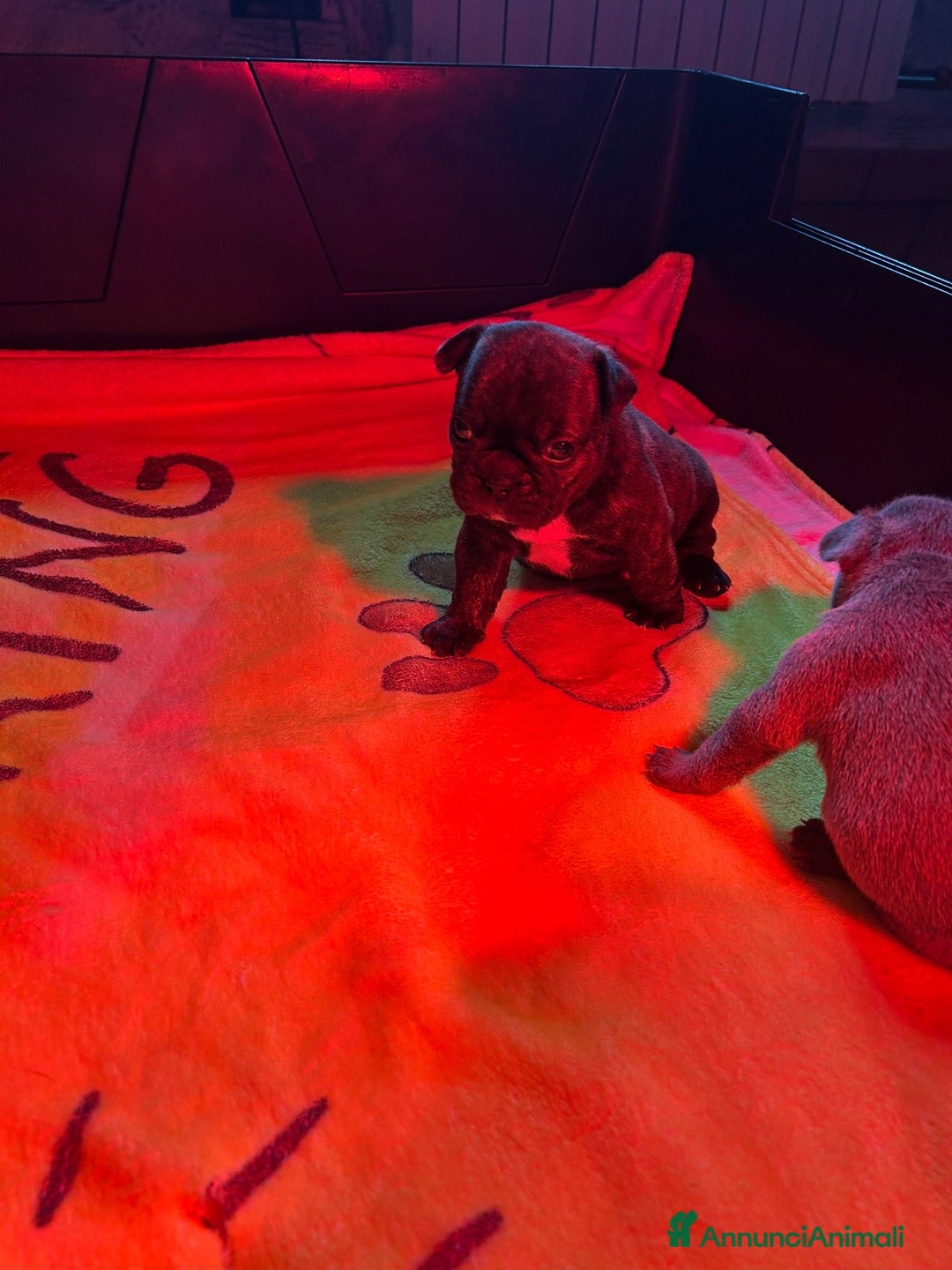 Bulldog Francese cani in vendita: cucciolo di bulldog francese  - Annuncio 2