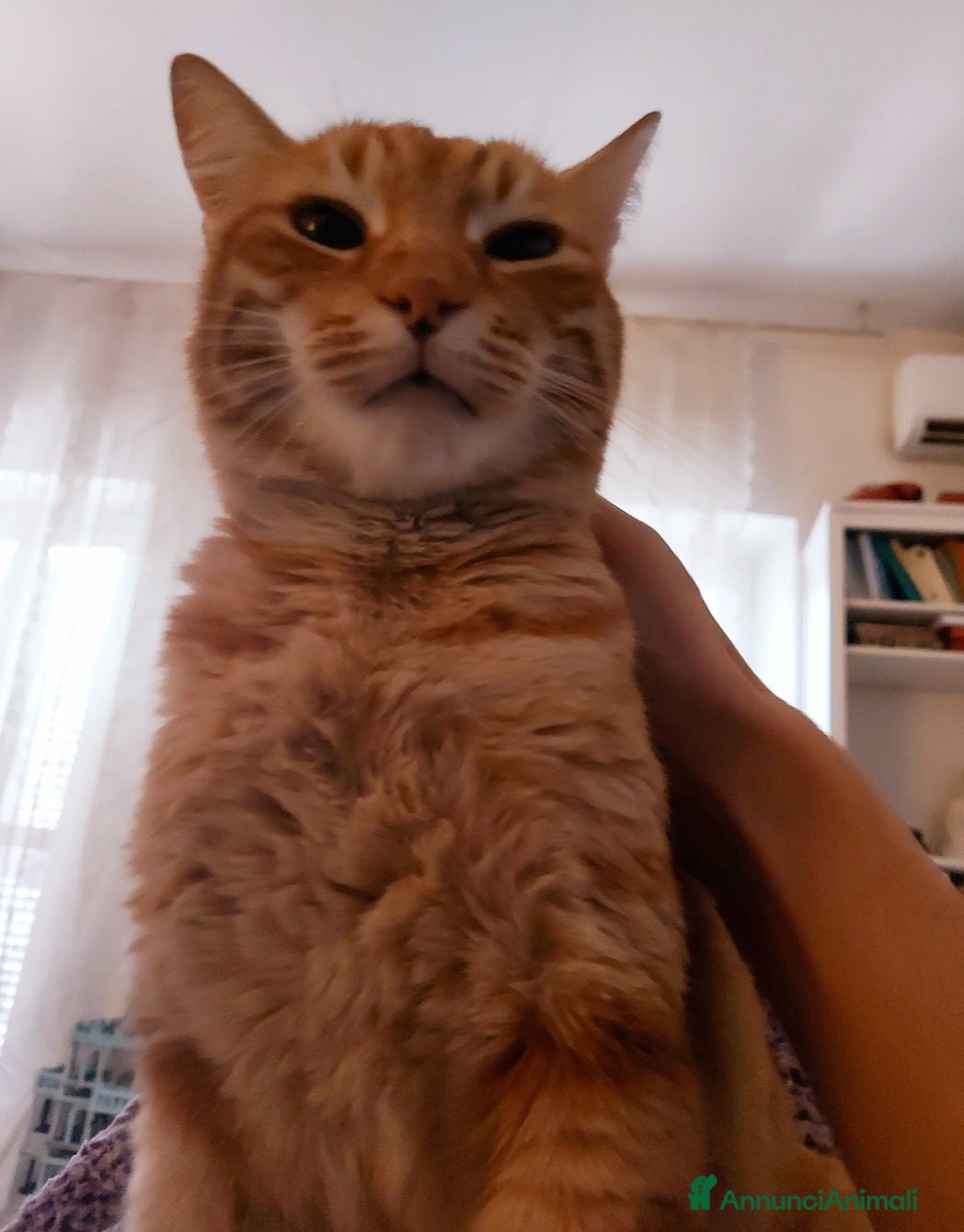 Europeo gatti Ecco Leon! - Annuncio 2